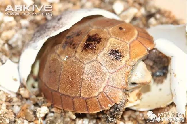 缅甸陆龟繁殖要什么环境,缅甸陆龟适合什么环境