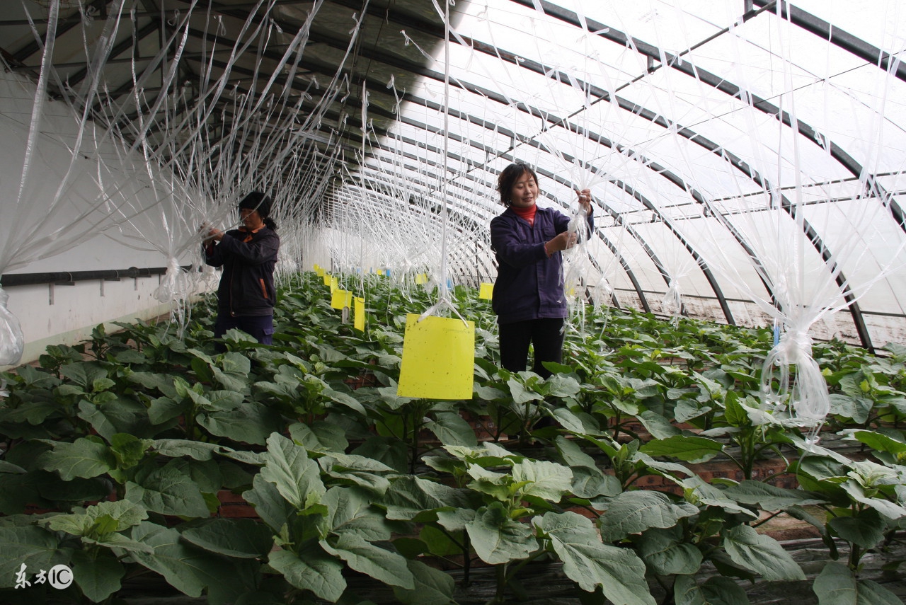 蔬菜上的蚜虫怎么防治,什么妙招能防治农作物蚜虫