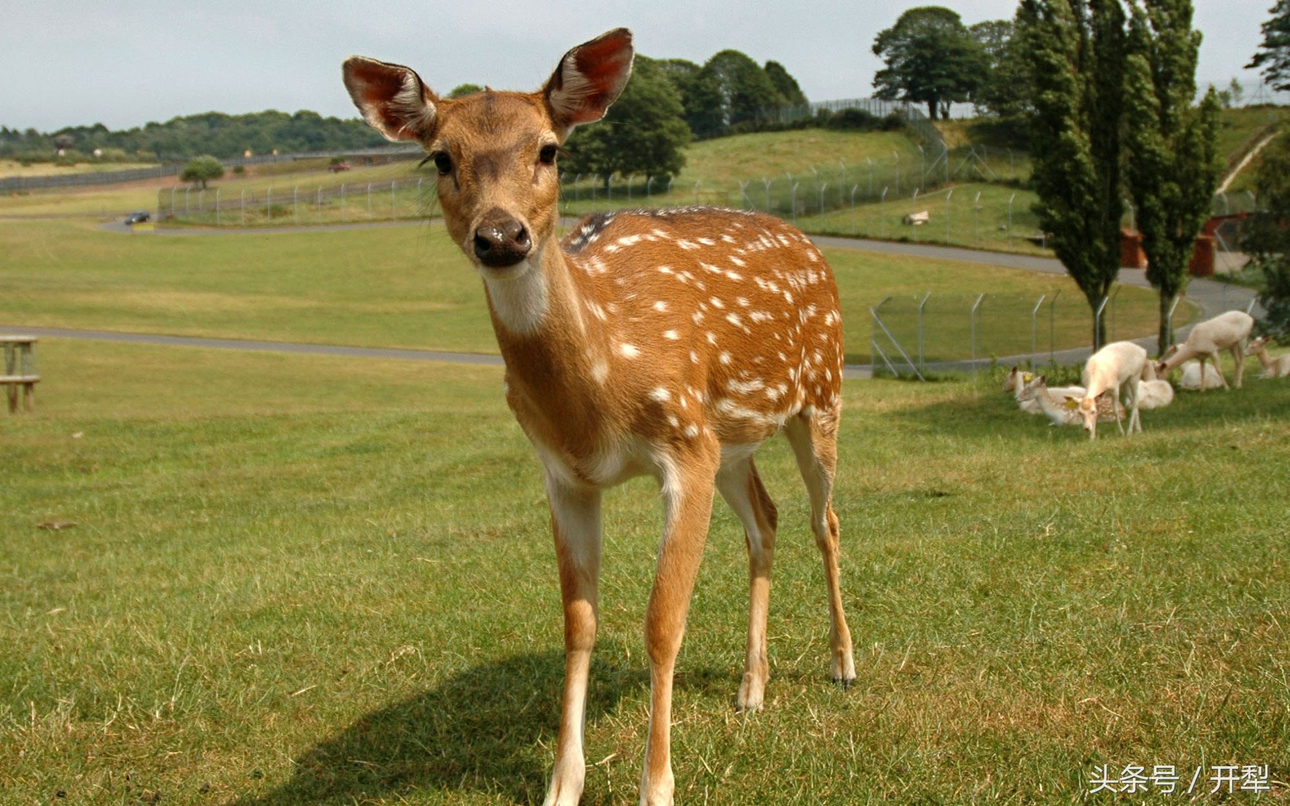 梅花鹿饲养注意事项,梅花鹿饲养管理注意事项
