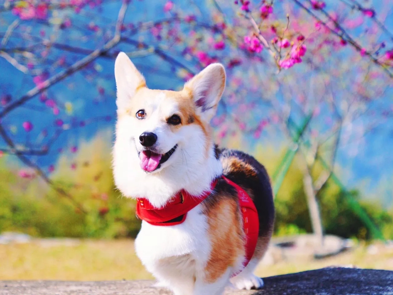 短腿美图,高清小短腿美图