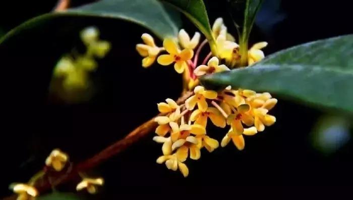 桂子飘零，天凉好个秋