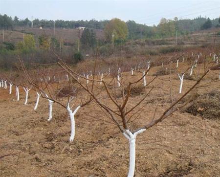 「红日商学院」石灰氮是什么？在农业上如何使用？