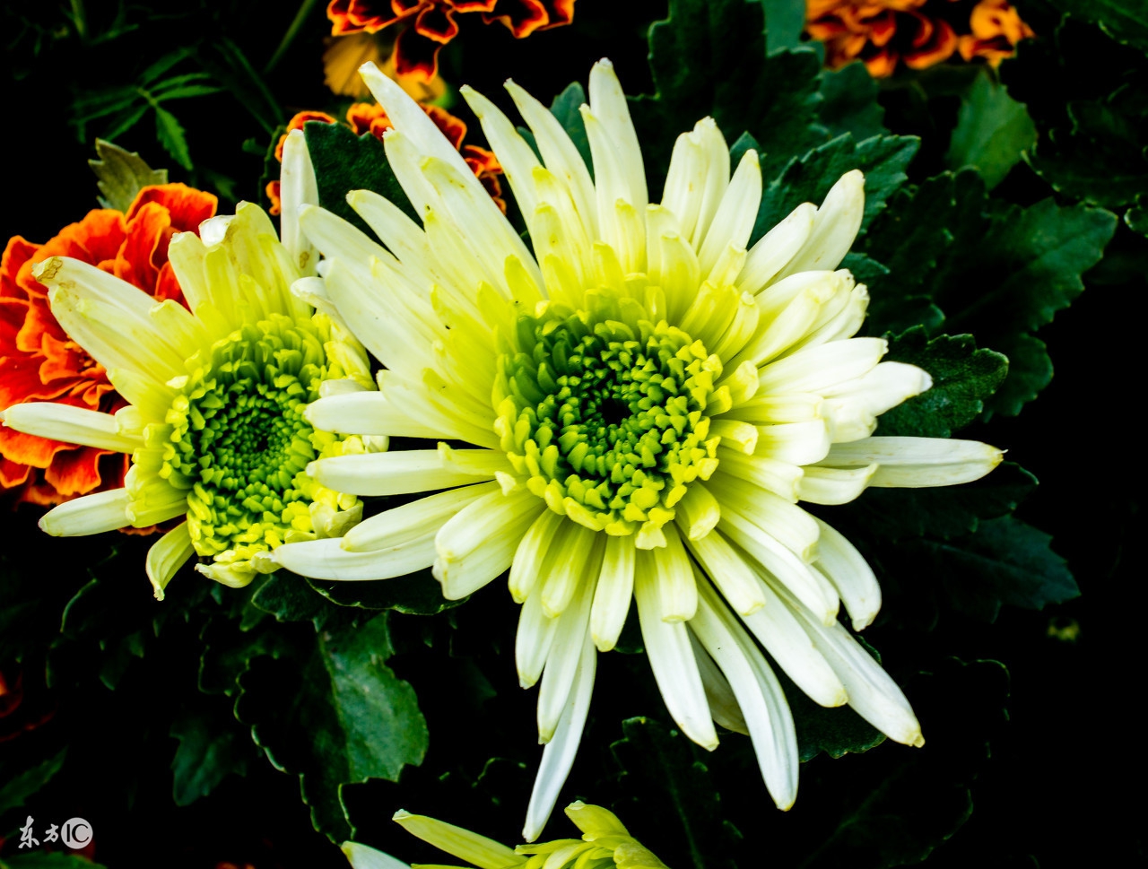 菊花唯美诗句图,关于菊花的诗句图片