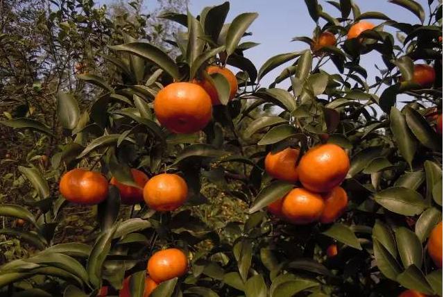 沙糖桔疫霉褐腐病怎样防治,砂糖橘炭疽病的防治