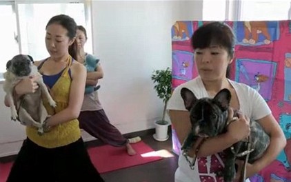 高级又豪华却便宜的宠物,精致生活的宠物