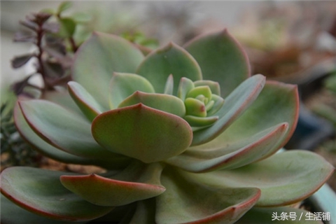 景天科1000种多肉植物图鉴,常见的景天科多肉植物的名称