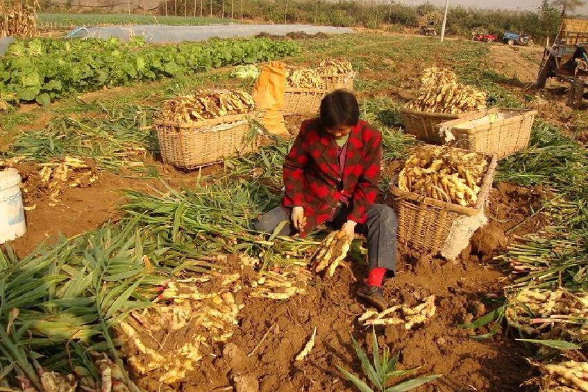教会你如何采收生姜,生姜在采收的过程中应该注意什么