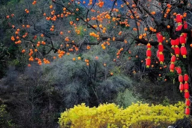 冬天的柿柿如意图片,冬天柿柿如意的图片