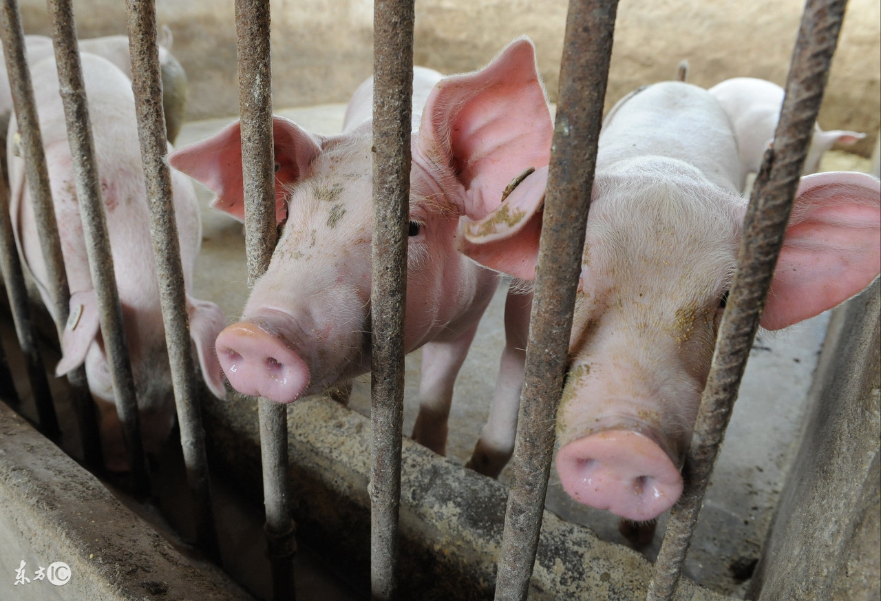 猪场火焰消毒和碱消毒哪个效果好,猪场消毒存在的误区及其正确方法