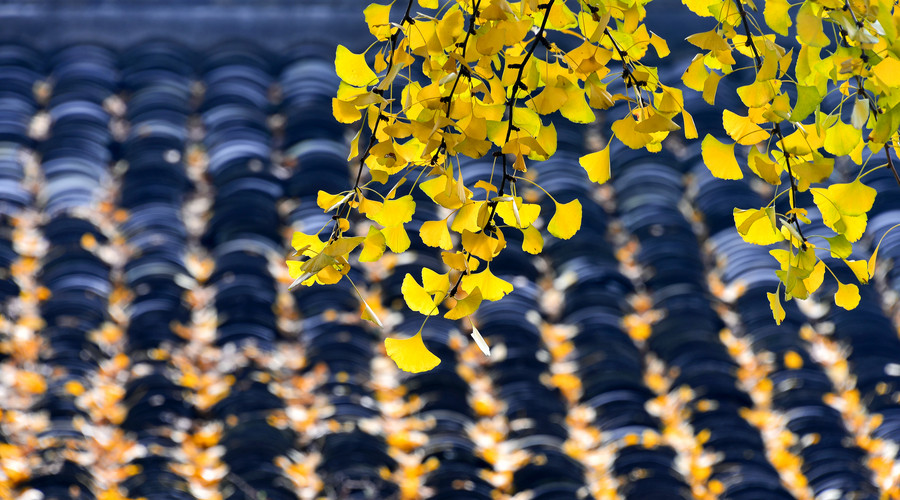 诗词曲中的南京之美：金陵风景好，水木湛清华