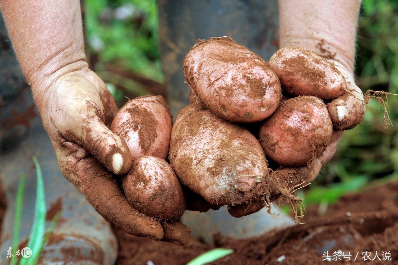 2020年土豆种子批发价格,2020年7月10日辽宁土豆批发价格