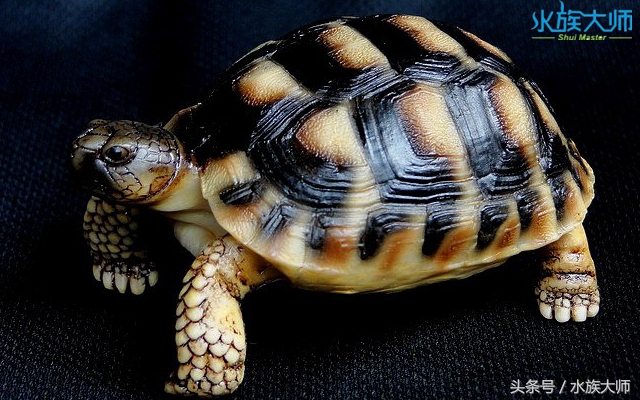 给龟体外驱虫,陆龟驱虫肠虫清用量