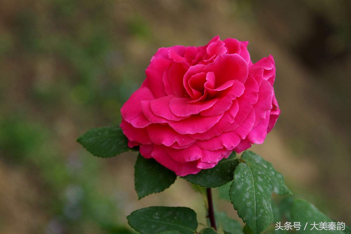 全国各地市花大全,各地市花是什么花