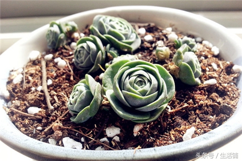 景天科1000种多肉植物图鉴,常见的景天科多肉植物的名称