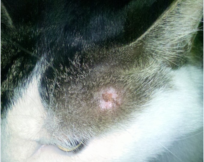 猫癣在治疗的过程中传染吗,猫癣能传染成年健康猫吗