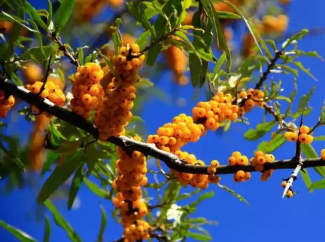 李连杰打坐治疗甲亢是真的吗,李连杰治甲亢的视频