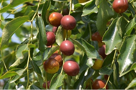 北果园大枣采摘,怀柔大枣采摘攻略