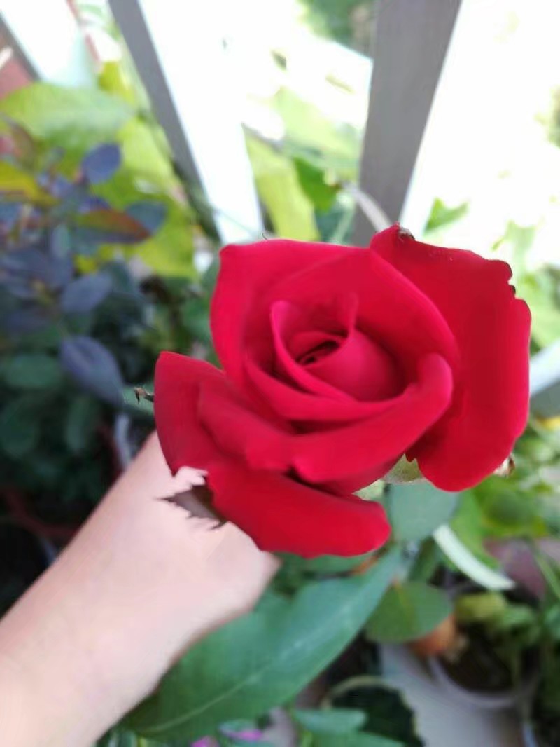 夏天也可以放心入手的多肉,夏天容易出状态的多肉