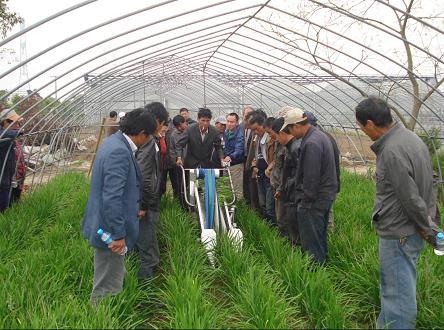 优质有机韭菜种植,日本韭菜高产种植技术
