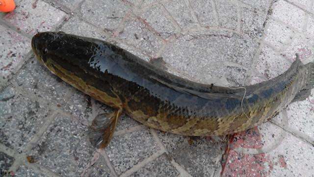 路亚钓黑鱼为什么要猛拉一下,路亚钓黑鱼绝密口诀20条