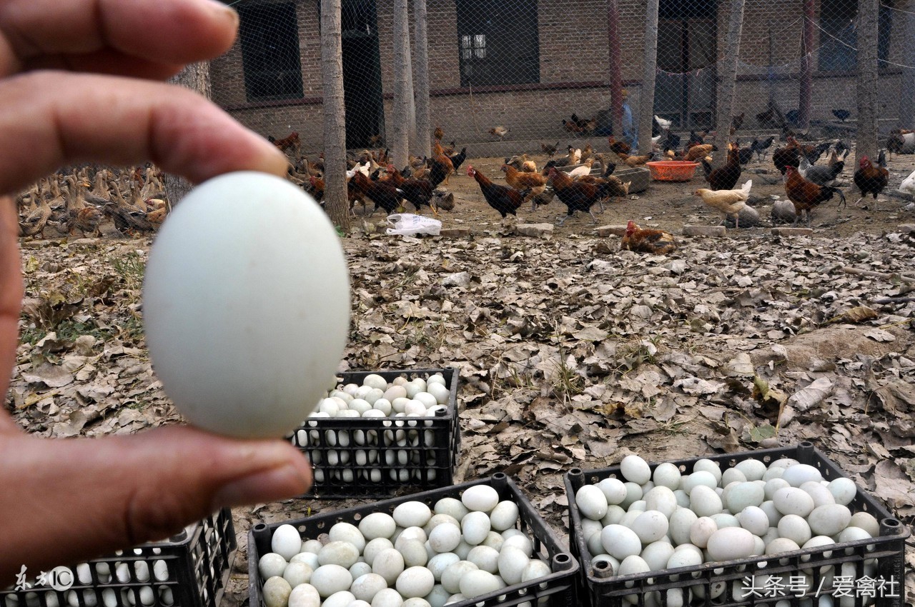 蛋鸭养殖注意事项及管理,养殖蛋鸭需要注意事项