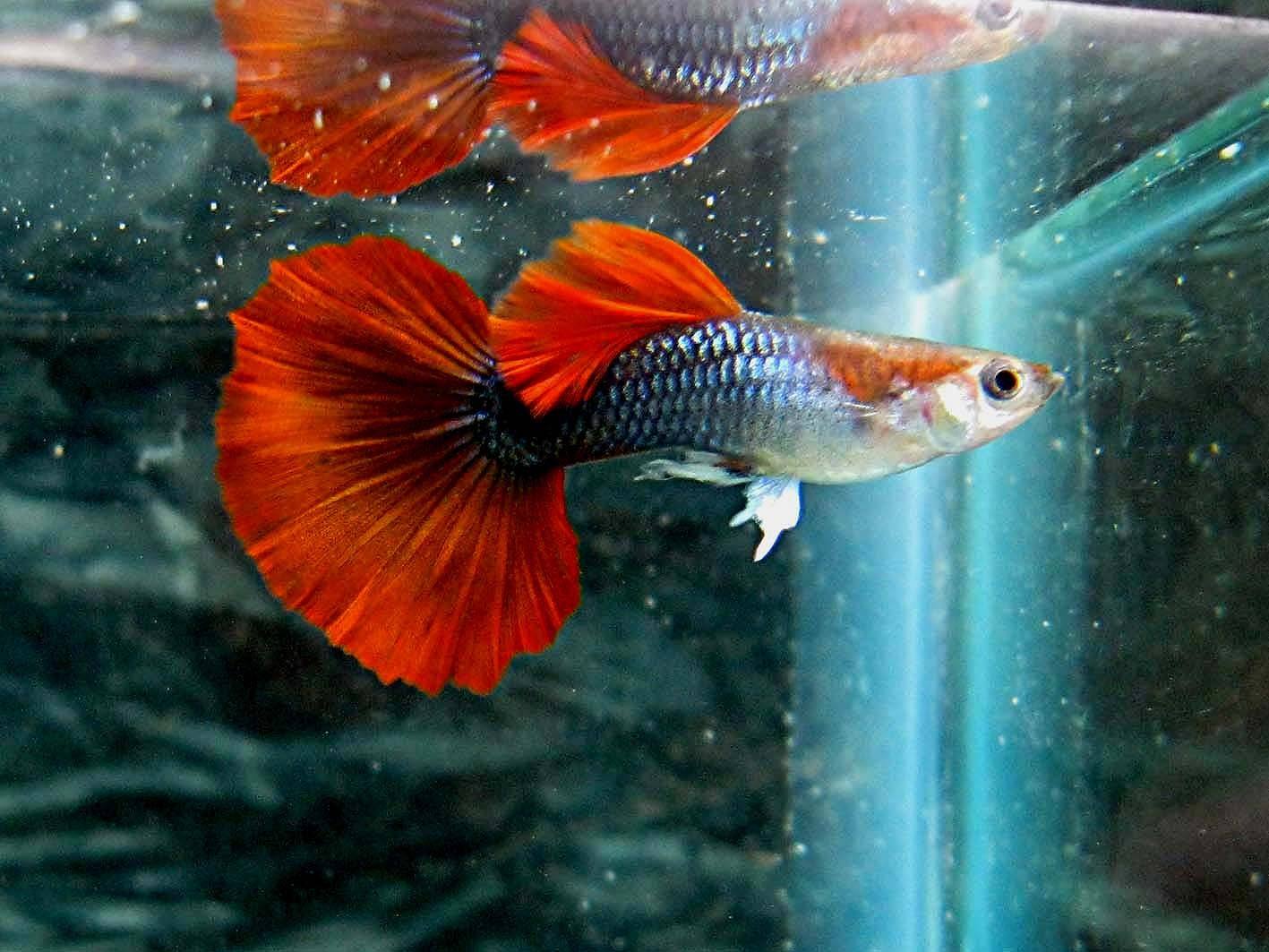 孔雀鱼繁殖前有什么预兆,孔雀鱼的繁殖方法和饲养技巧