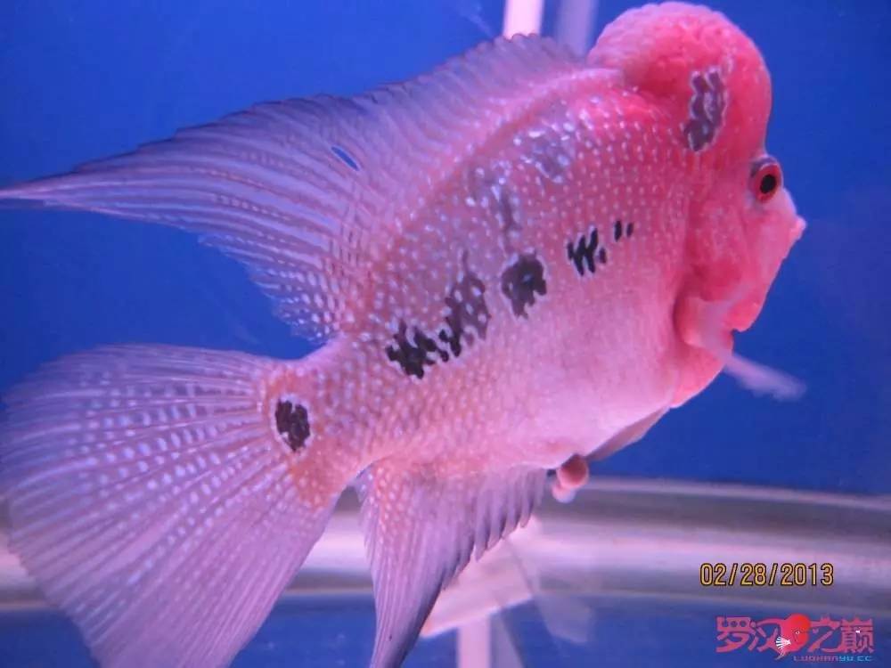 慢性肠炎怎么治疗好能彻底去根,猫胃肠炎的症状判断及治疗方法