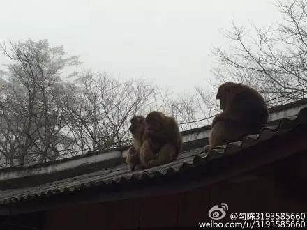 成都附近动物城,成都周边动物乐园