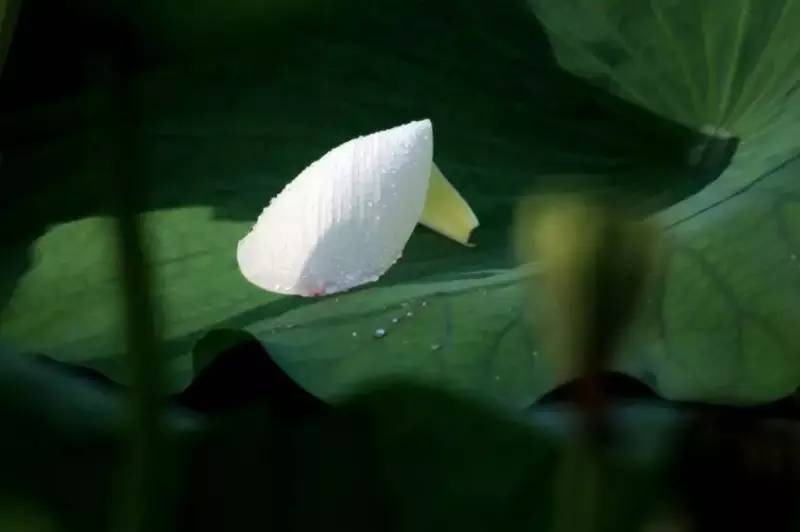 荷花依然淡淡香,走过四季荷花依然香下一句