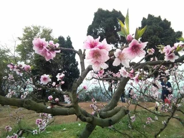 福利春季晒花大赛开始投票啦，价值万元好礼等你来拿！（后附石象湖门票中奖名单）