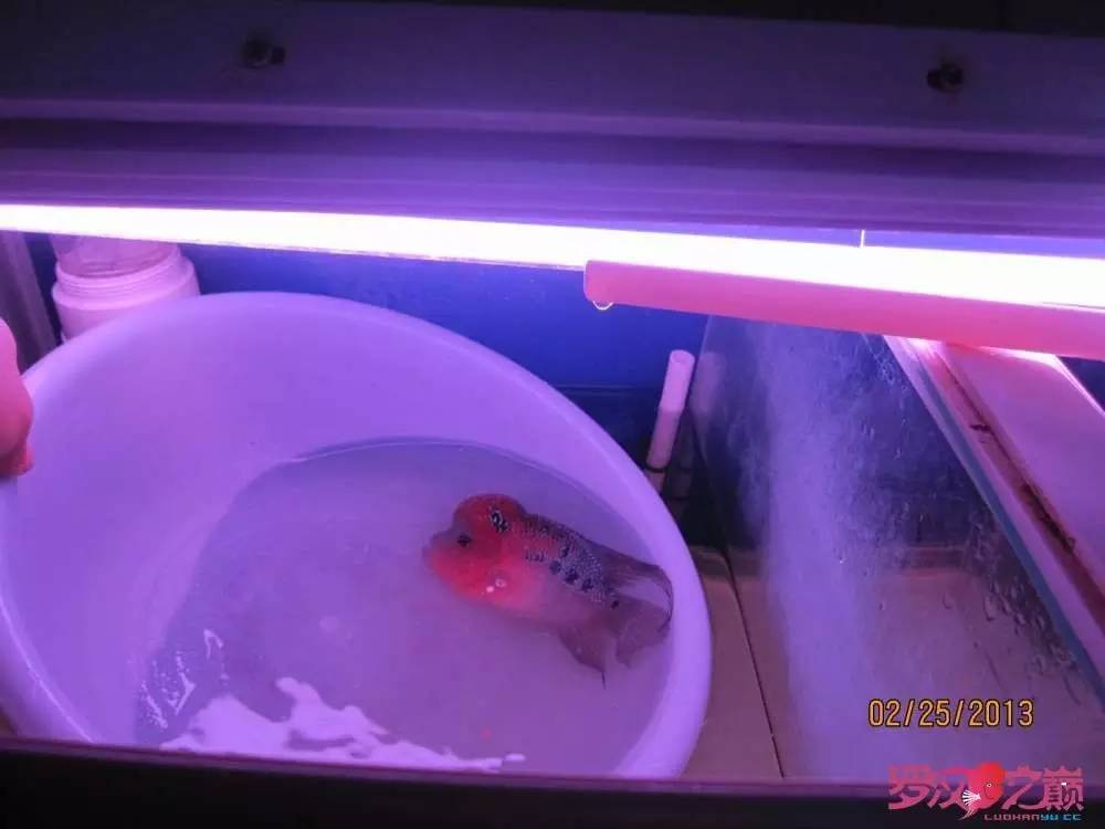 慢性肠炎怎么治疗好能彻底去根,猫胃肠炎的症状判断及治疗方法