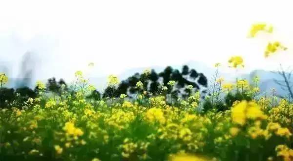 绿地面积和绿化覆盖面积,绿地面积和绿化覆盖面积哪个更大