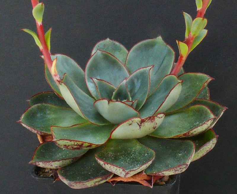 罗西玛种类,罗西玛多肉杂交品种