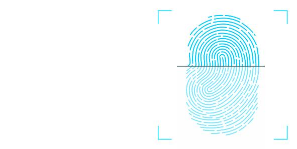 天山雪菊茶有降压奇效,昆仑雪菊有降压作用