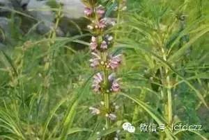 春季野菜采摘图解高清图片,春季野菜多种做法