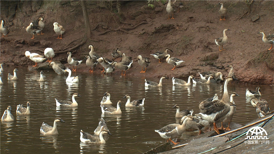 致富经发狗财,红嘴雁养殖致富经
