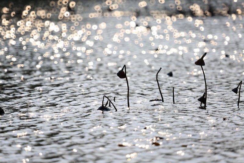 荷花依然淡淡香,走过四季荷花依然香下一句