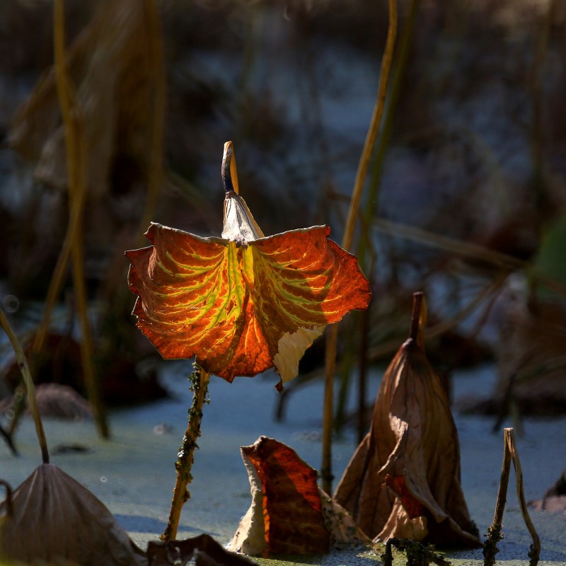 荷花依然淡淡香,走过四季荷花依然香下一句