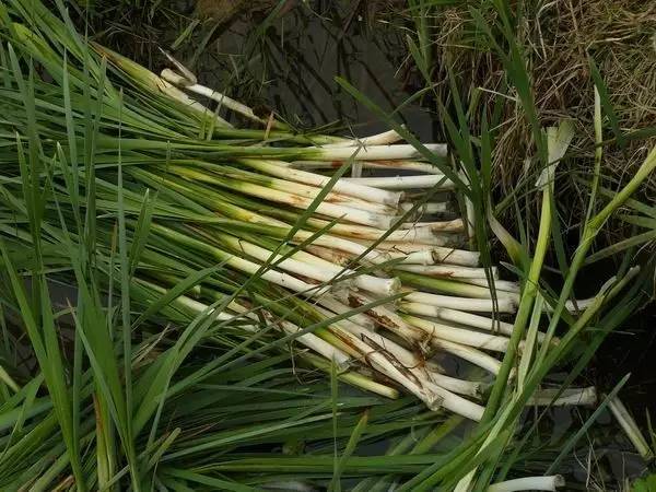 开春挖野菜教你轻松识别18种野菜,您知道春季最养肝护肝的野菜吗