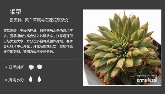 史上最全的多肉植物名字对照图，终于找齐了！