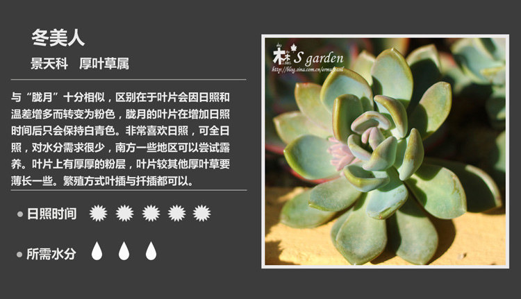 史上最全的多肉植物名字对照图，终于找齐了！