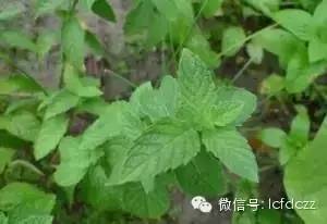 春季野菜采摘图解高清图片,春季野菜多种做法