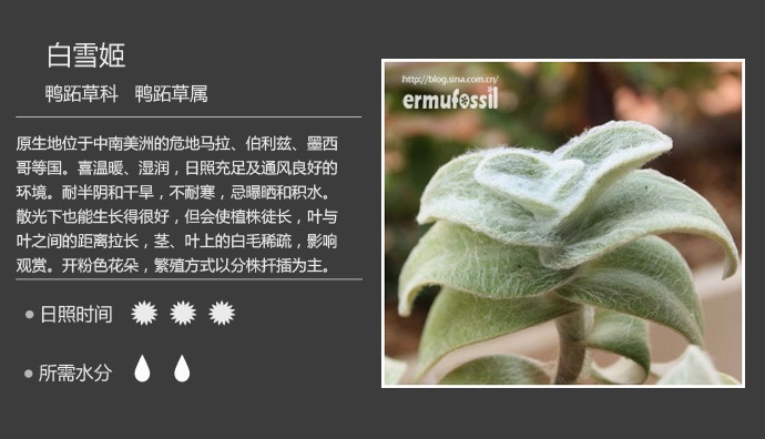 史上最全的多肉植物名字对照图，终于找齐了！