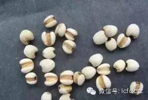 春季野菜采摘图解高清图片,春季野菜多种做法