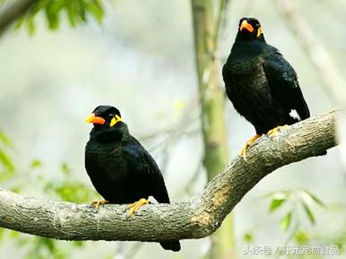 鹩哥鸟爱生病吗,鹩哥生病了怎么办