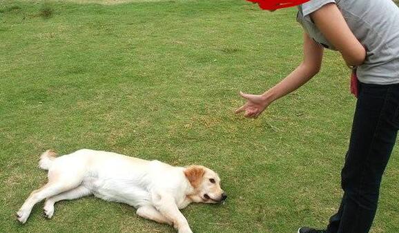 狗狗有问题怎么办,狗狗坏毛病怎么纠正