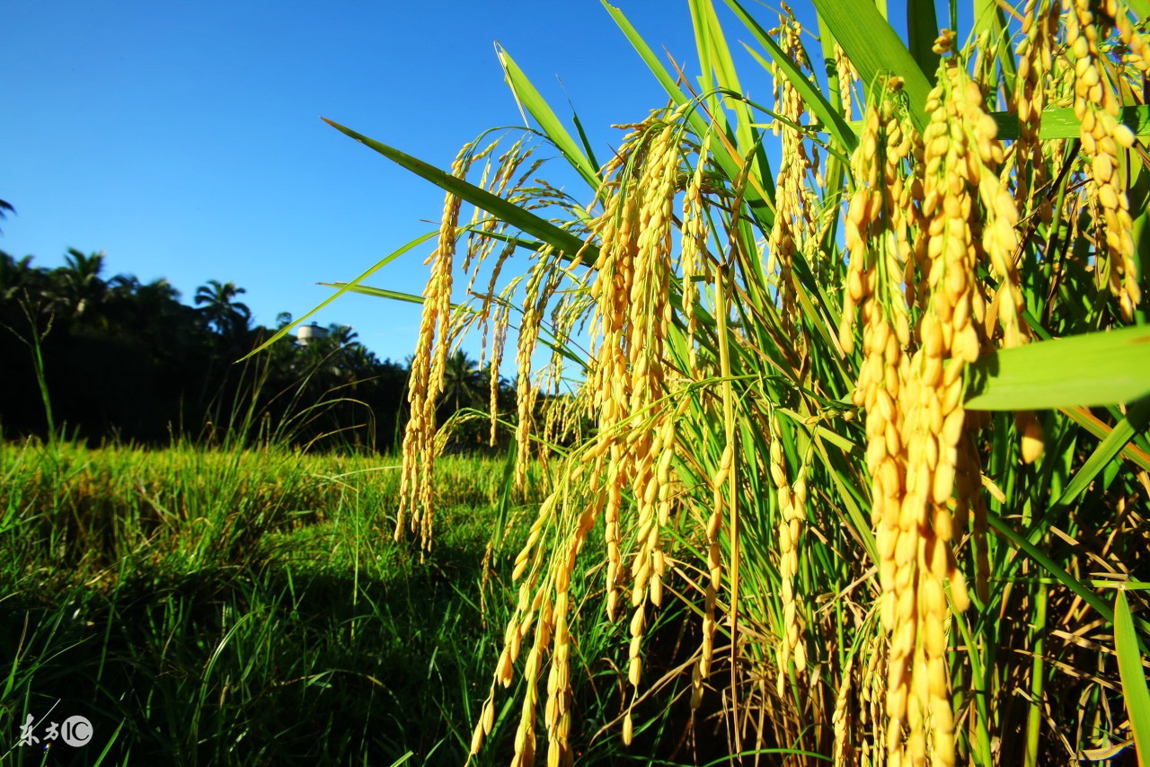 食物到底是从哪里来的,食物是怎么产生的
