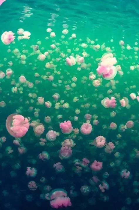 骨灰级海岛自由行签证,骨灰级干货史上最全海岛签证汇总