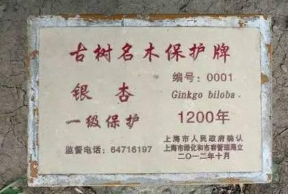 上海1200岁树王,上海树王老照片