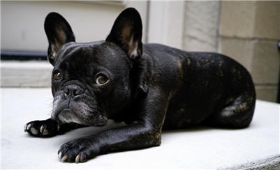 法国斗牛犬多少一只,法国斗牛犬要剪毛吗